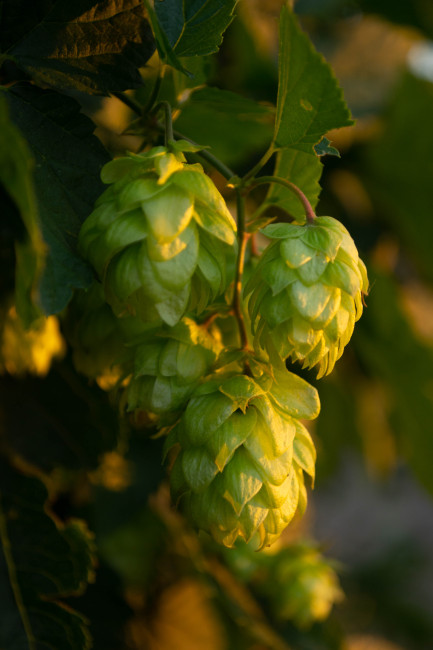 hopfen.jpeg
